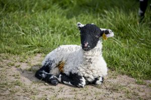 gorgeouse hindlethwaite lamb 7.jpg